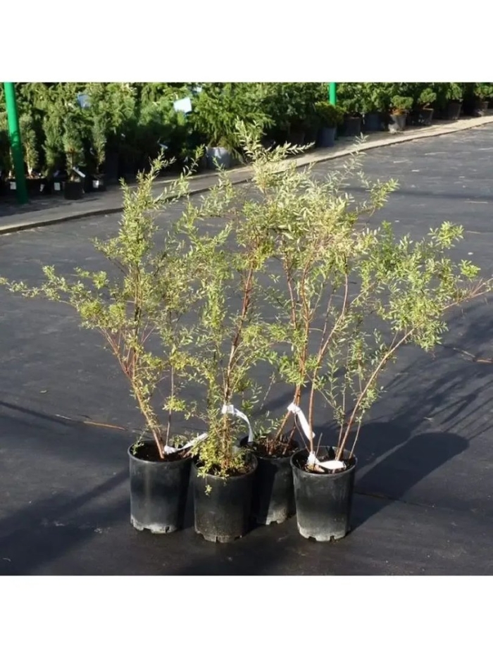 Саженец спирея серая грефшейм