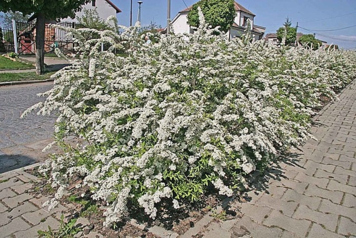Грефшейм спирея
