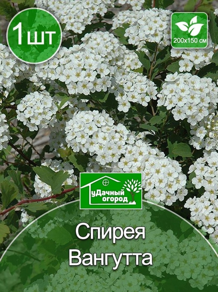Спирея вангутта medeloch