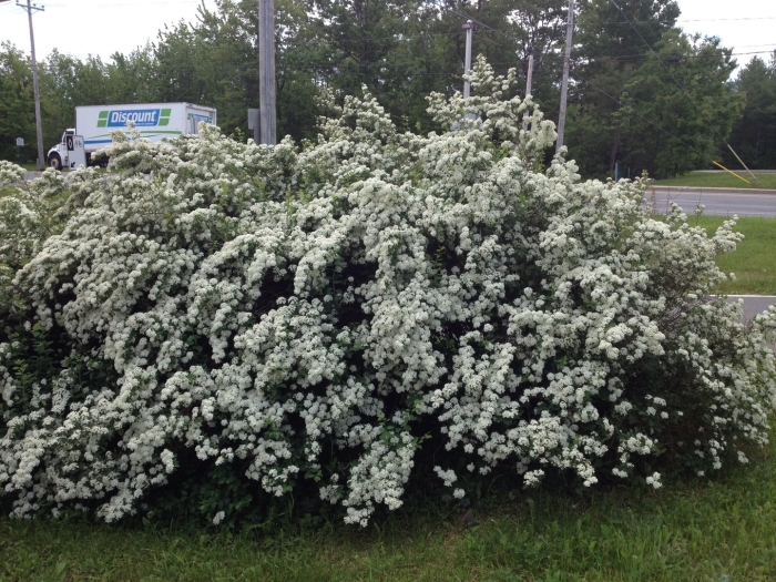 Спирея вангутта голд
