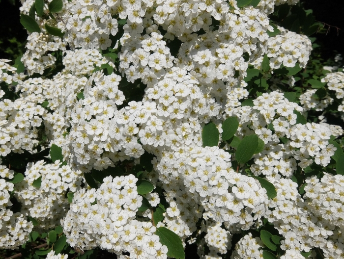 Спирея вангутта невеста