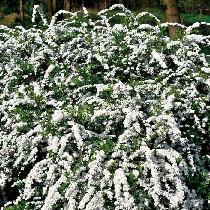 Спирея серая аргута