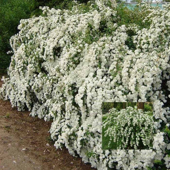 Спирея вангутта питомник