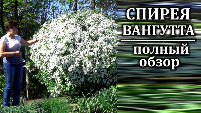 Спирея вангутта живая