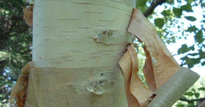 Береза кора