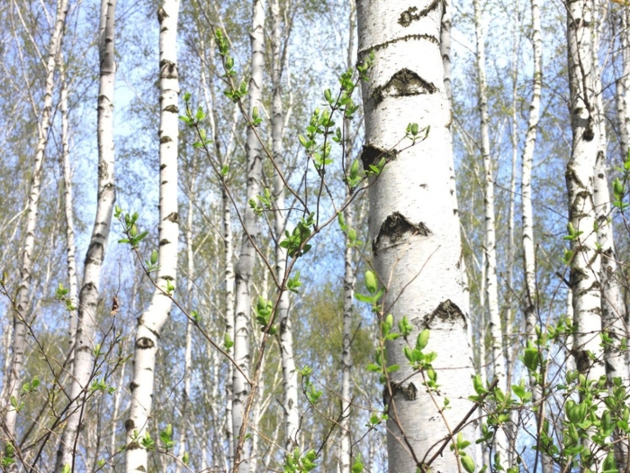 Birch tree