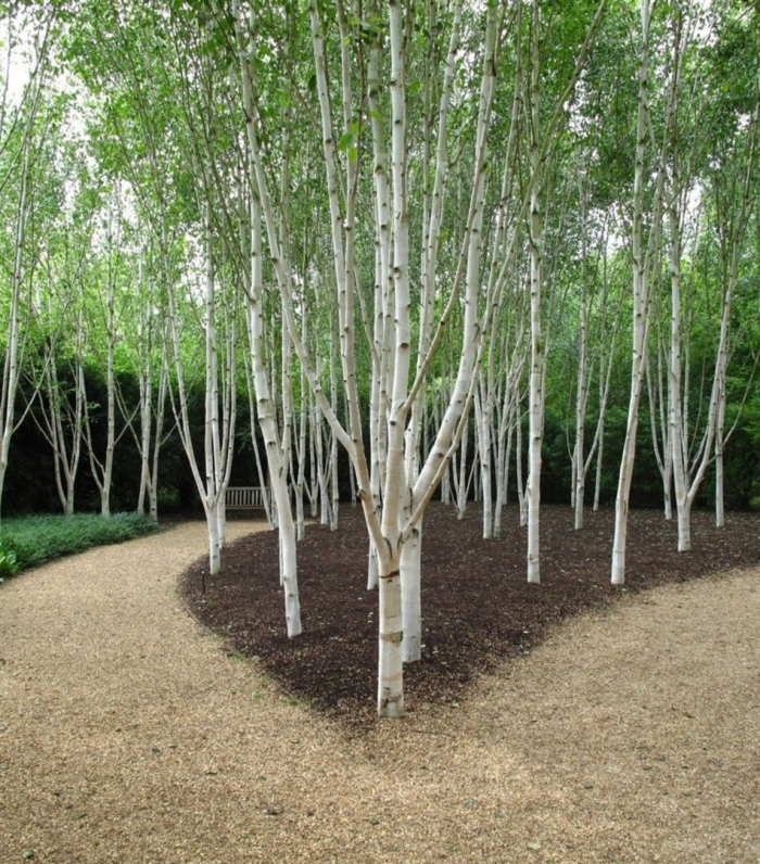 Betula utilis jacquemontii