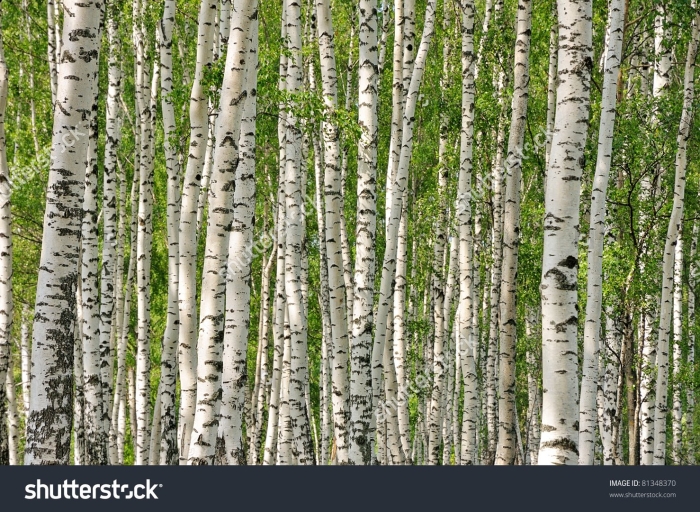 Birch forest