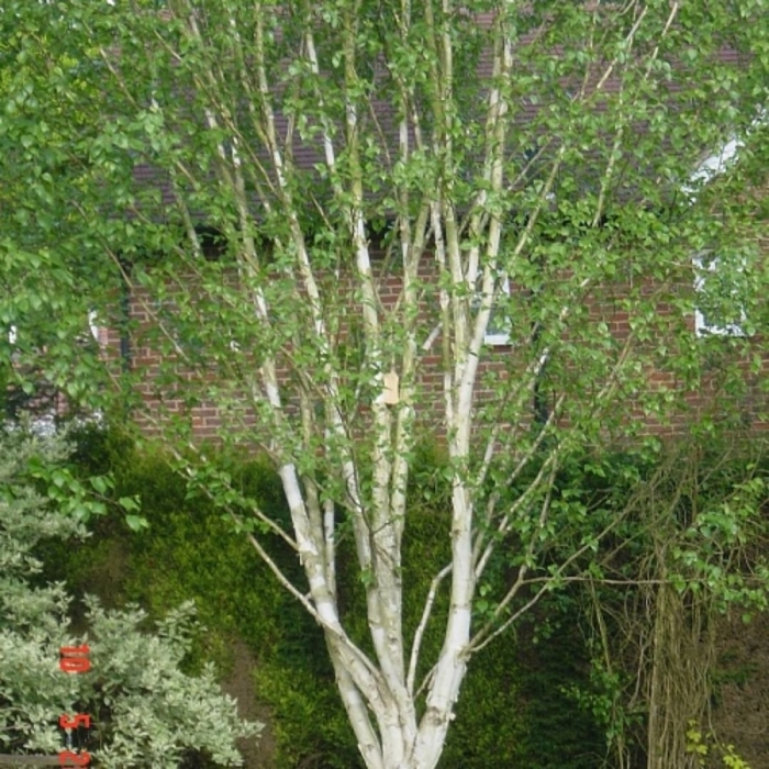 Betula utilis 'jacqmontii'