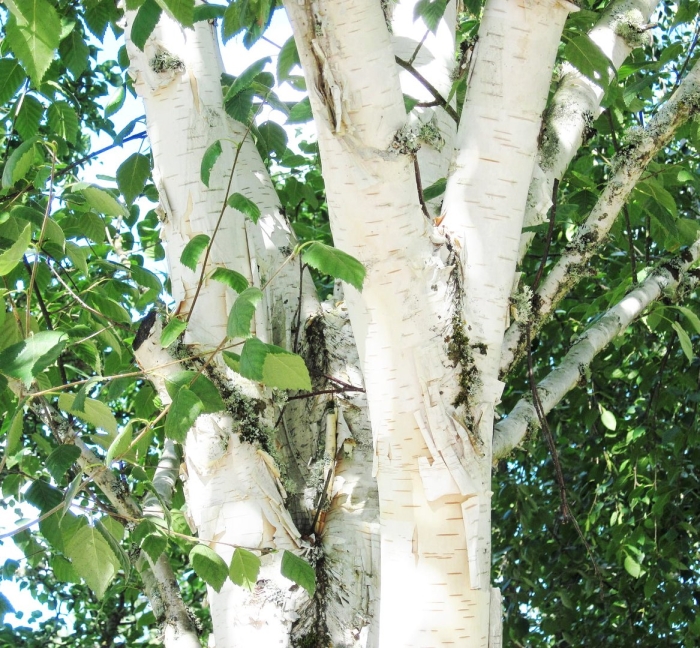 Береза ствол