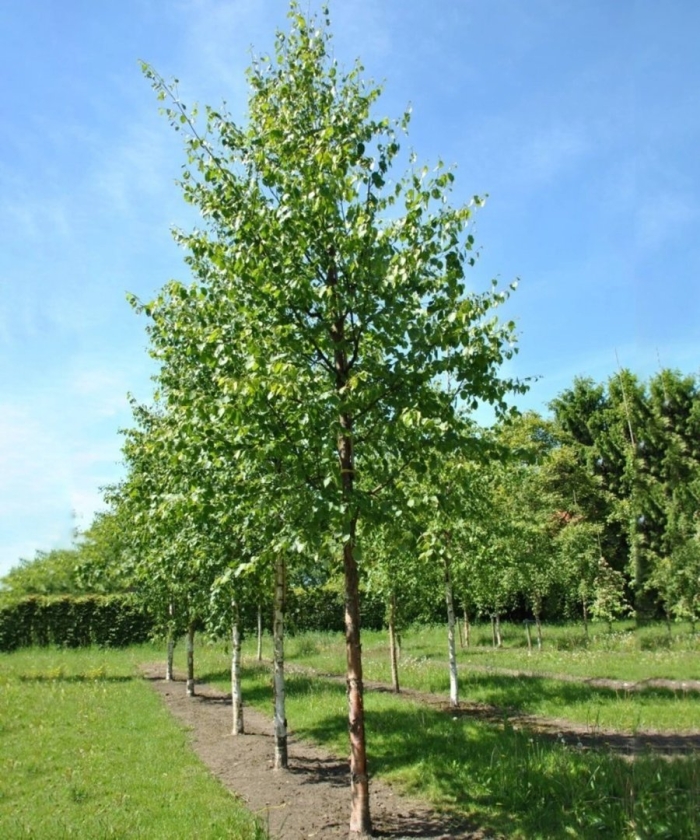 Осина (populus tremula)