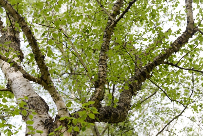 Betula papyrifera