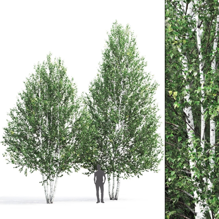 Береза на белом фоне