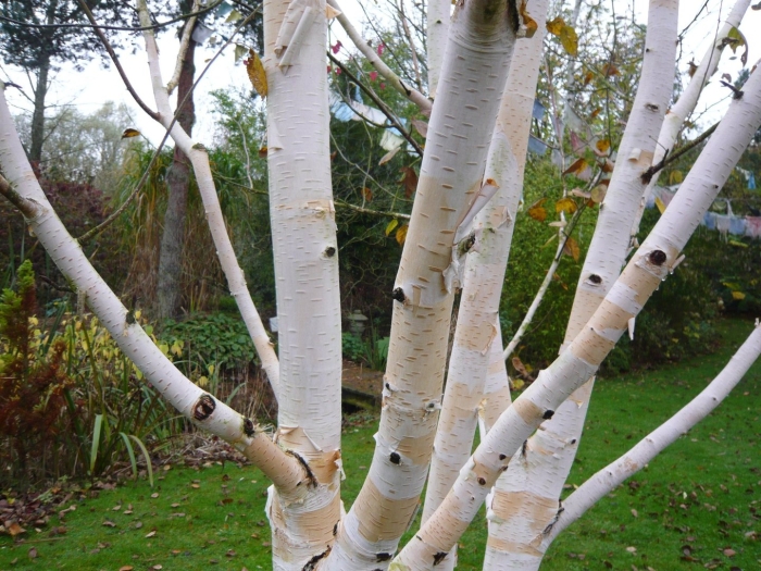 Береза жакмона (betula jacquemontii)