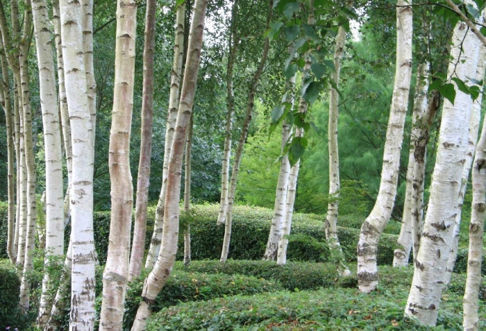 Betula pubescens