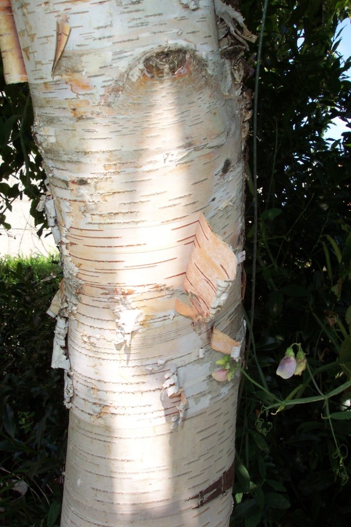 Betula papyrifera