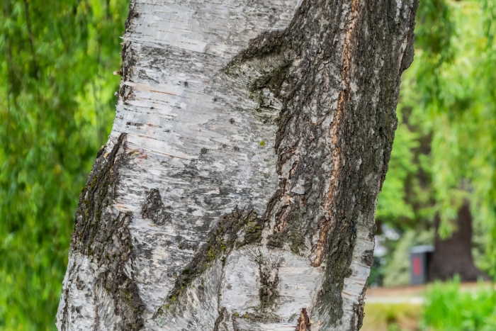 Береза повислая кора