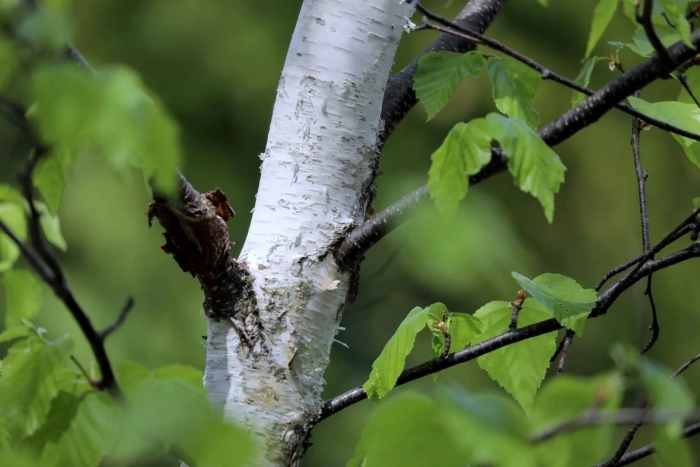 Betula pubescens ствол