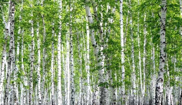 Береза большая