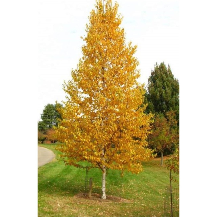 Betula pendula golden cloud