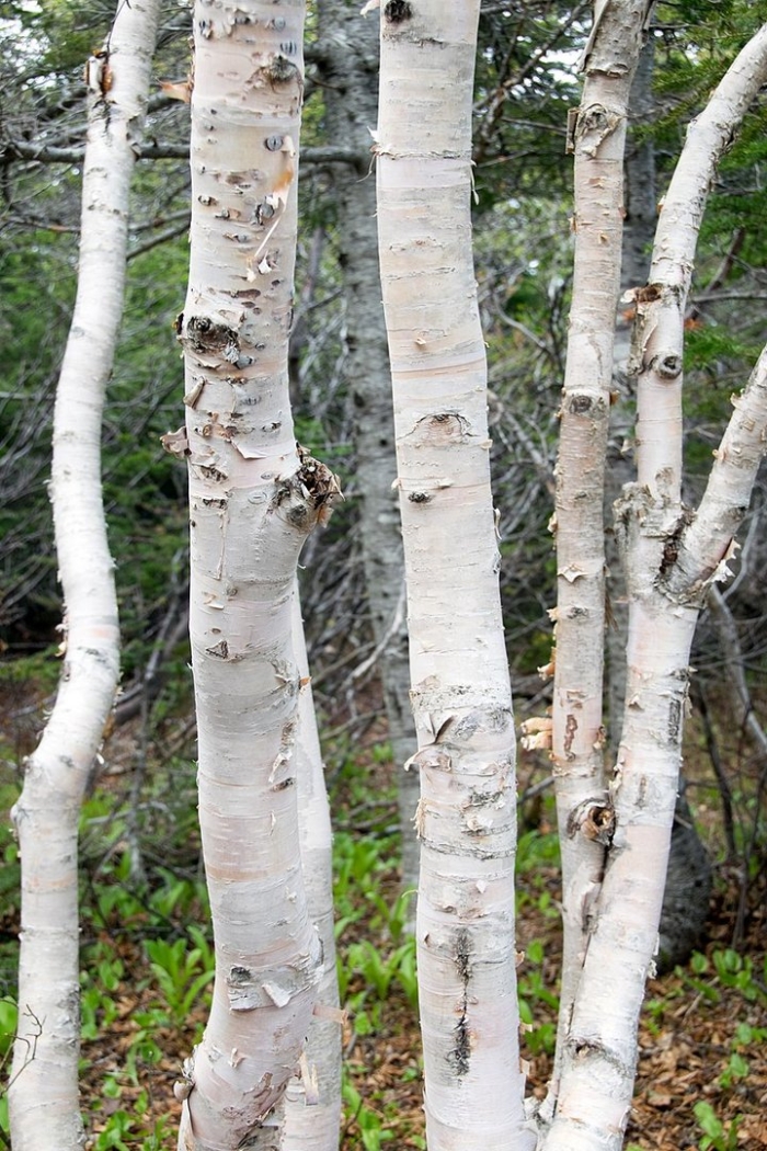 White birch