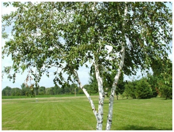 Во поле берёза стояла