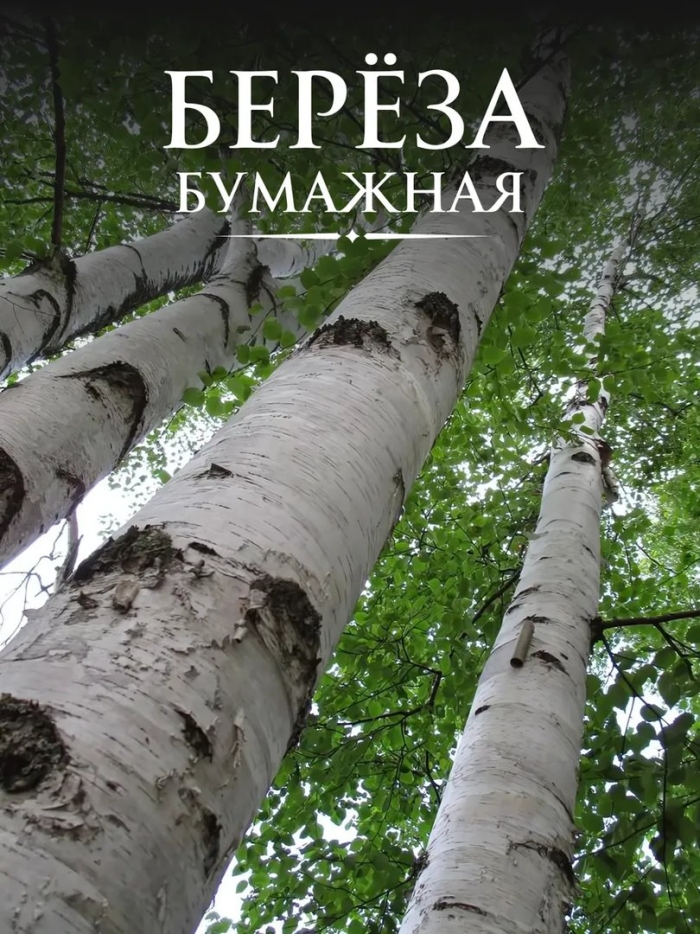 Береза обыкновенная (betula alba)