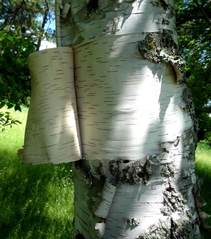 Береза бумажная betula papyrifera
