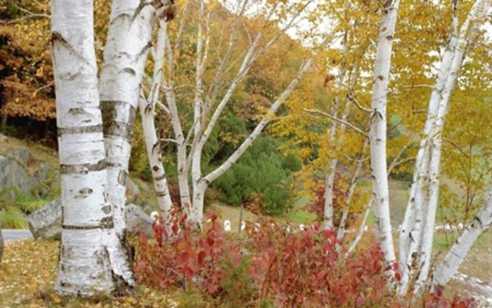 Осина обыкновенная populus tremula