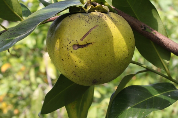 Сапота фрукт