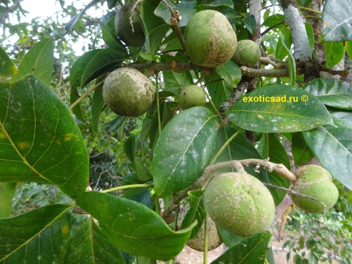 Грецкий орех juglans regia l.