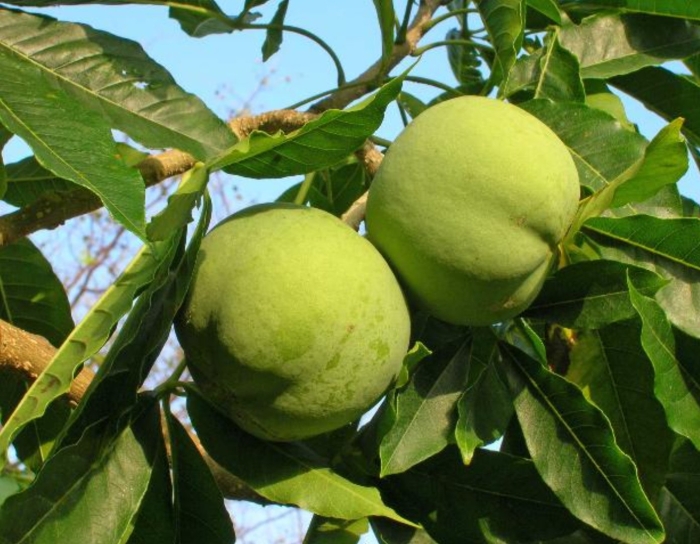 Орех ксантоцерас (чекалкин орех)