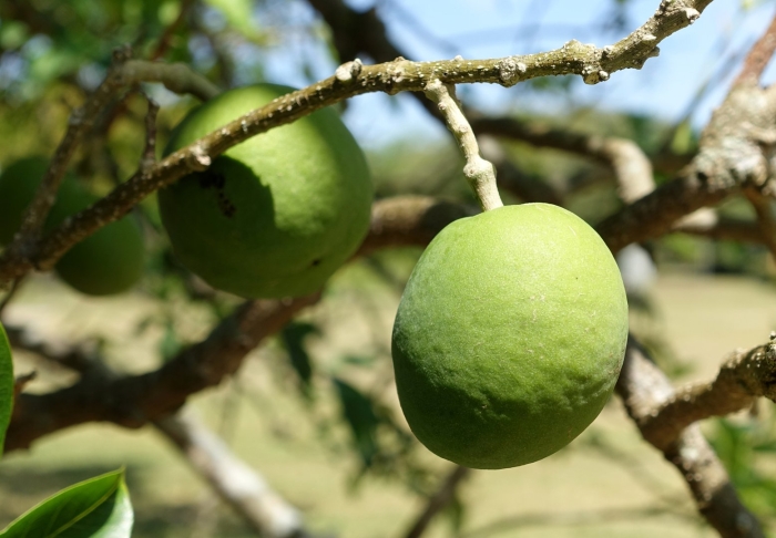 Манго дарахти