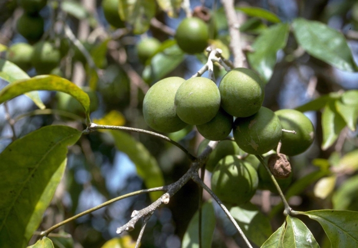 Тамарилло фейхоа