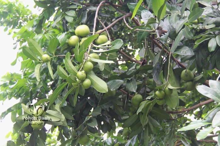 Дерево макадамии