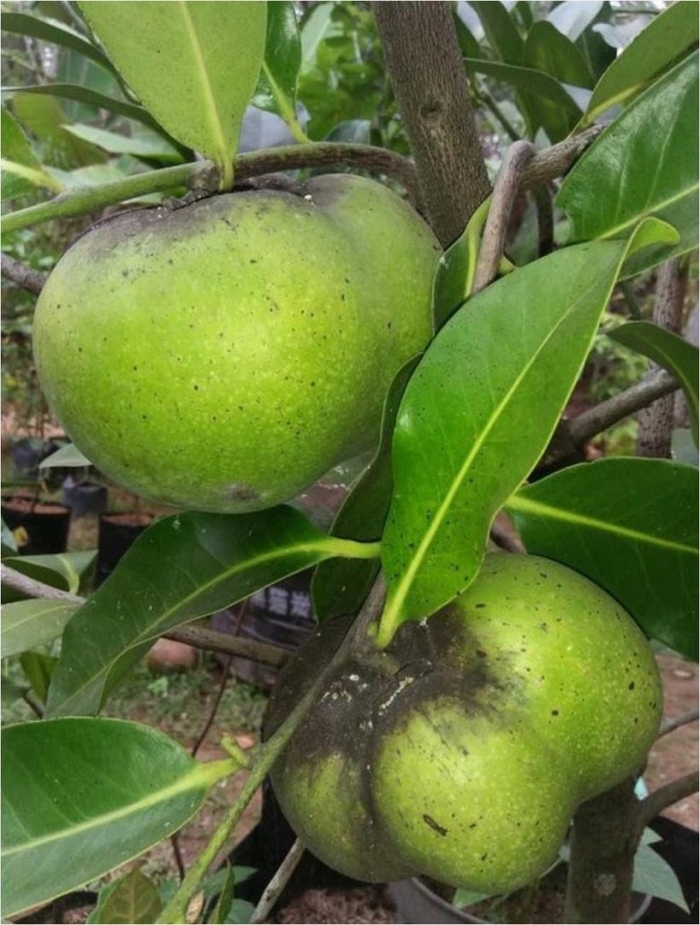 Black sapote