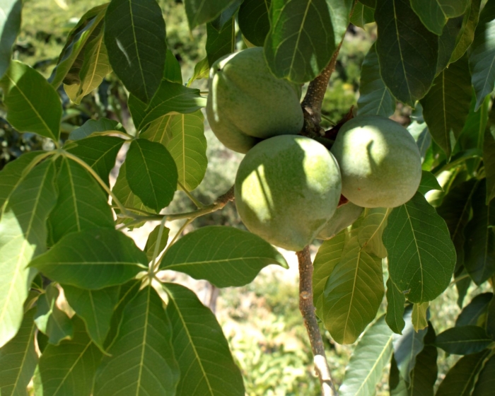 Сапота фрукт