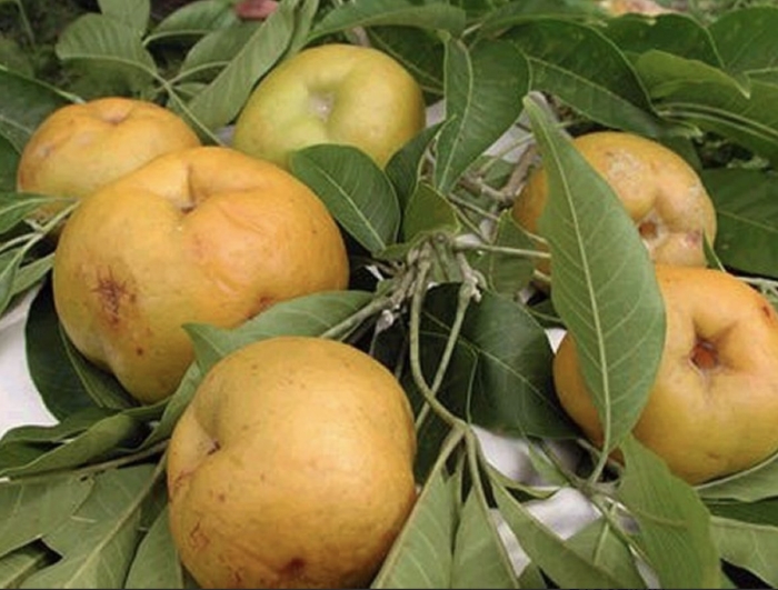 Плодовое дерево