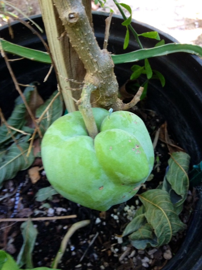 Яванское яблоко syzygium samarangense