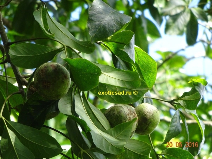 Macadamia integrifolia