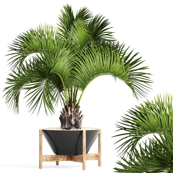 Бутия пальма комнатная