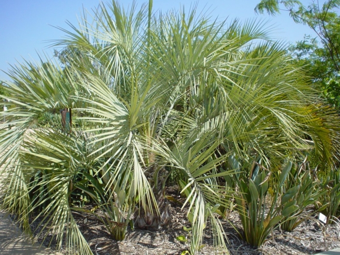 Chamaerops humilis