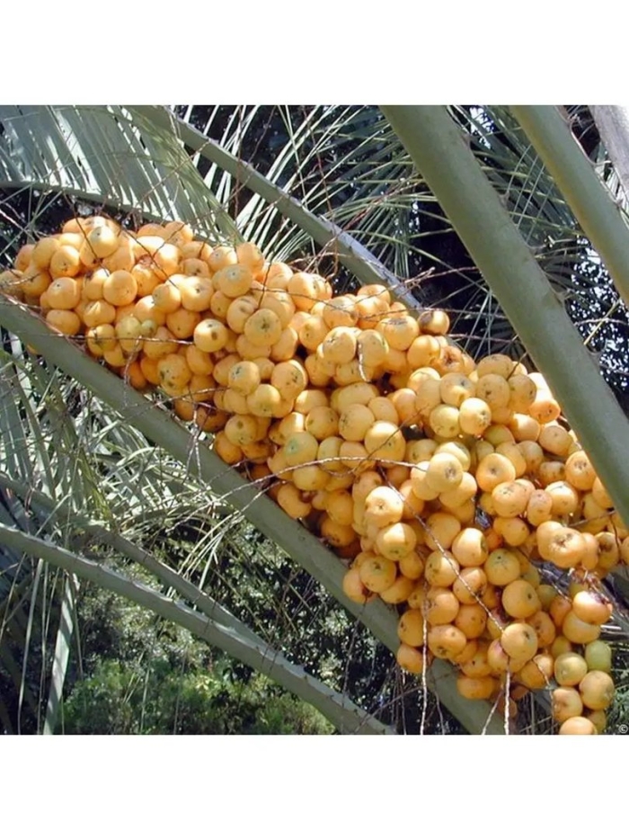 Бутия головчатая плоды