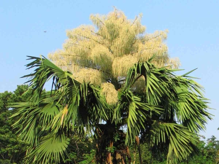 Corypha umbraculifera