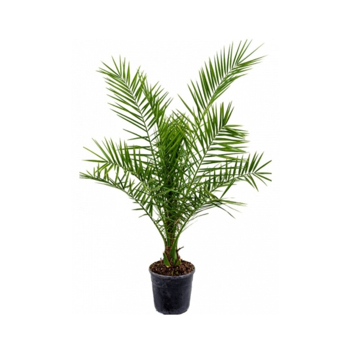 Пальма финик канарский