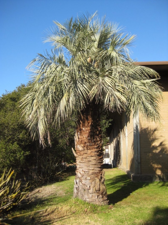 Пальма бутия головчатая