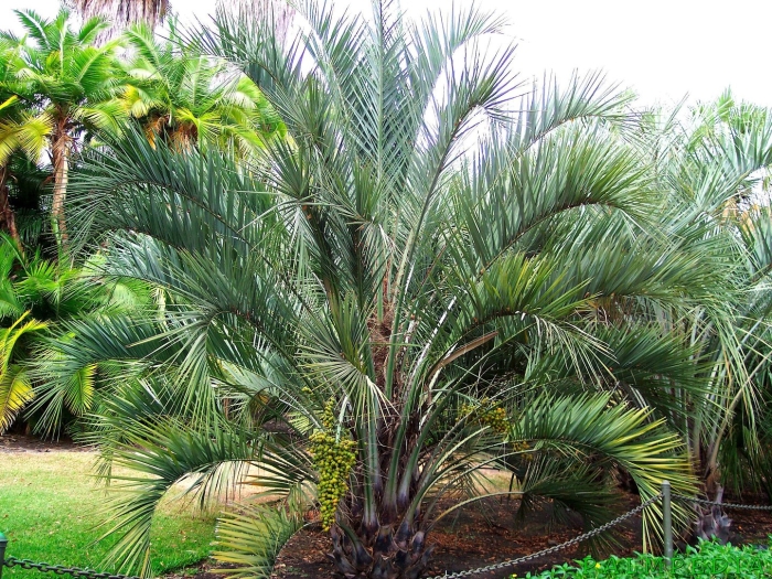 Бутия пальма