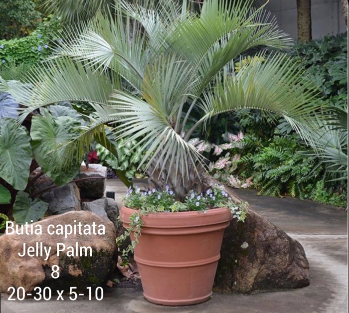 Пальма хамеропс