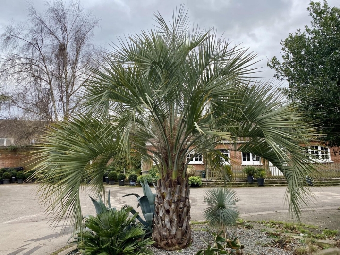 Бутия мануэла