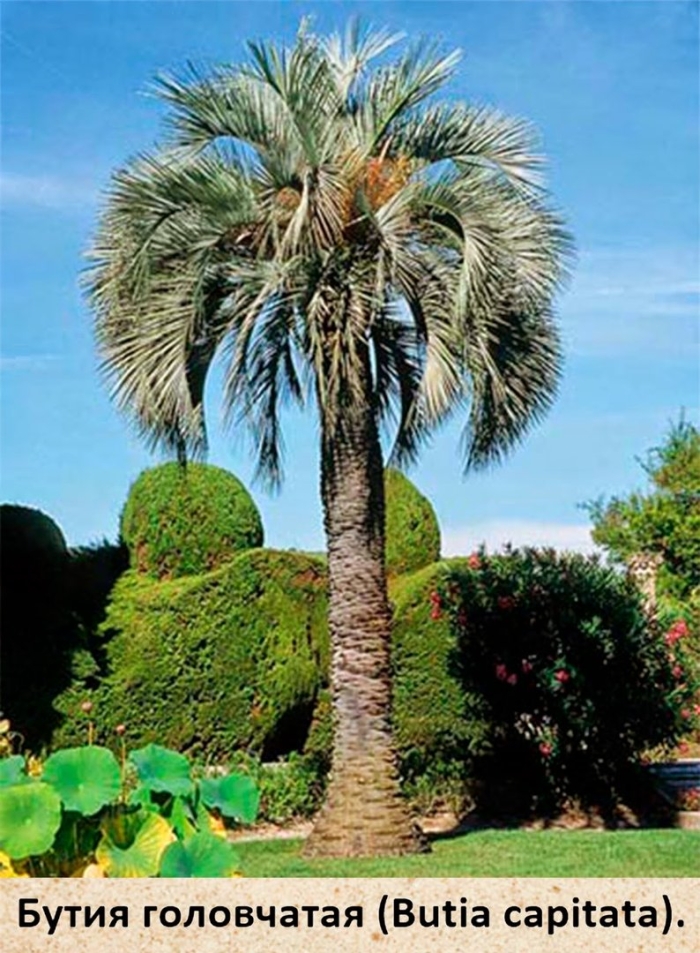 Бутия пальма